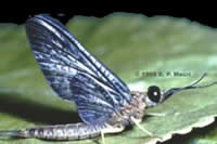 mayfly isonychia